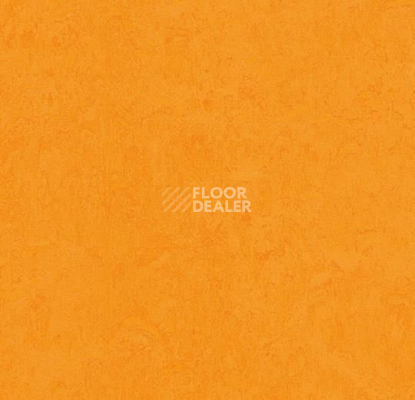 Линолеум Forbo Marmoleum Decibel on Order 326235 marigold фото 1 | FLOORDEALER